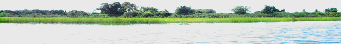 Header Graphic